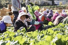 여수 돌산갓, 생산량‧매출액 증가…지역경제 효자노릇 톡톡