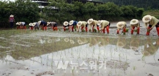 [포토뉴스] 함평군농민회, 통일벼 모내기 행사 개최