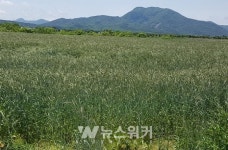 전남농업기술원, 미래 사료작물트리티케일종자생산 지원!