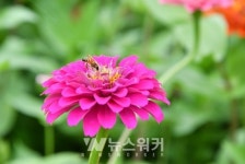 [포토뉴스] 담양군, 형형색색 백일홍 만개