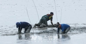 [포토뉴스] 꼬막 보금자리 만드는 어부들