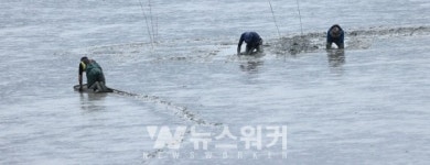 [포토뉴스] 꼬막 보금자리 만드는 어부들