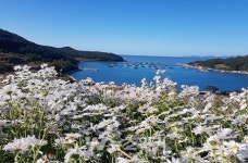 완도 청산면, 경관 작물 재배 힘써... 다양한 볼거리 제공
