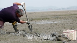 [포토뉴스] 30년 베테랑 어부 함평낙지 잡기 힘드네