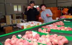 [포토뉴스] 보성 차돌 복숭아, 맛도 품질도 좋아… 해마다 찾는 소비자 증가