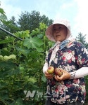 과일의 여왕 영암 무화과 품질로 소비자 입맛 당겨 !