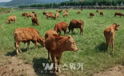 고흥군, TMR 사료가공 공장 유치 쾌거