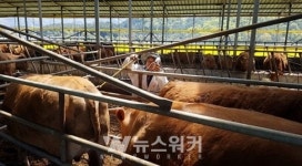 강진군, 하반기 구제역 예방백신 일제접종 실시