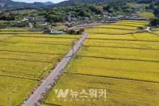 [포토뉴스] 보성군, 코스모스와 황금빛 들녘