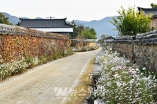 [포토뉴스] 슬로시티 담양, 창평면 삼지내마을 구절초 만개