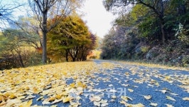 [포토뉴스] 나주 녹야원, 또 한 번 걷고 싶은 그 길