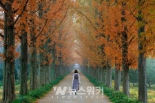 [포토뉴스] 명품 가을 숲길에 취하다 … 전라남도 산림자원연구소