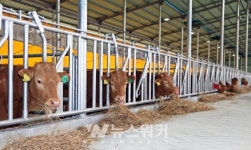 장흥군, 정남진 장흥한우 브랜드 참여 농가 모집