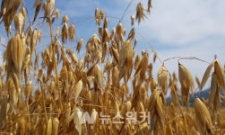 강진산 쌀귀리 대양에 치매 예방물질 다량 함유!