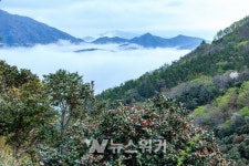 장흥 천관산 동백숲, 2021년 방문해야 할 명품숲 선정