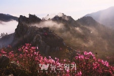 강진 주작산 진달래숲, 2021년 방문해야 할 명품숲 선정