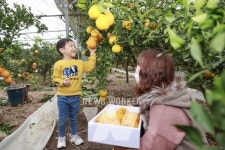 [포토뉴스] 엄마! 내가 딴 보성 한라봉 먹어볼래요!