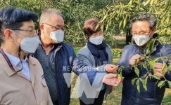 전남농협 박서홍 본부장, 고흥 유자농가... 한파 피해 현장 점검