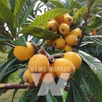 비파 주산지 완도, 올해 400톤 생산... 해풍 영향 당도 높아