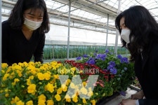 해남군 봄꽃 12만본 분양, 봄맞이 시가지 단장