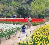 전남 8호 민간정원 하늘빛수목원, 봄맞이 튤립 축제 개최