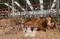 화순군, 스마트·친환경으로 미래 축산업 육성
