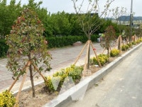 구례군, 서시천로 단풍나무 가로수길 조성