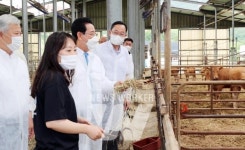 김영록 지사, 전국 첫 동물복지축산 한우농장 살펴