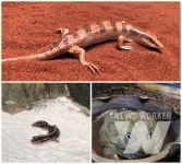함평 양서파충류생태공원, 새로운 파충류 7종 26마리 추가 전시