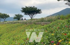 화순천변 수놓은 백일홍 꽃길 산책길로 인기