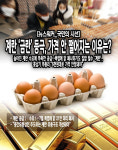 [뉴스워커_국민의 시선] 계란 금란 등극, 가격 안 떨어지는 이유