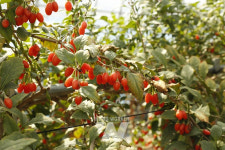 진도군, 구기자 가공제품 인기몰이