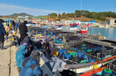 청정바다서 자란 완도 물김 출하 한창, 6만 톤 생산 예상