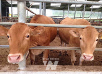 진도군, 축산농가 경쟁력 강화 17억 원 투입