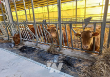 무안군, 가축 재해보험 가입비 지원