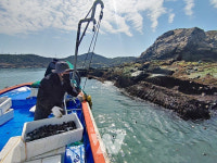 신안군, 청정 마을어장에 전복 21만마리 방류