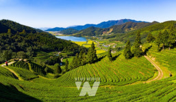 유기농 보성녹차! 천혜의 자연조건과 차 농가의 헌신이 빚어낸다