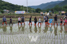 장성군 서삼면, 서삼초 학생‧학부모 초청 모내기 체험