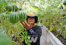 해남군, 애플수박 본격 출하