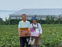 전남도, 9월 친환경농산물에 고구마