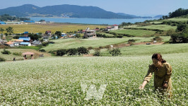[포토] 메밀꽃 소복히 내려앉은 장흥 선학동 마을