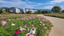화순천 제방, 가을 향기 물씬... 1600m 코스모스 만개