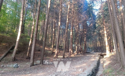 장성 편백숲 활용 산촌 자립기반 조성