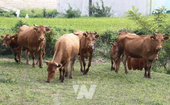 함평군, 축산업 미래 고부가가치 산업 육성 총력