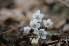 무등산, 봄을 알리는 야생화 개화... 복수초, 변산바람꽃 개화로 봄소식 전해