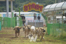 진도군, 진도개 Dog스포츠 4일(토)부터 시작
