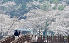[포토] 상춘객 반기는 담양군 용마루길 벚꽃