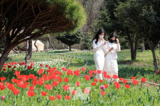 장흥 하늘빛수목원, 형형색색 튤립축제 관광객 북적