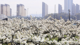 나주시, 봄 단비 머금은 배꽃 절정 8~9일 배꽃 대향연