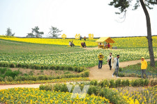 신안군, 섬 수선화 축제 성황리 마무리